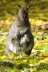 Red-necked Wallaby - Macropus rufogriseus, popular mammal from Australian bushes and savannas.