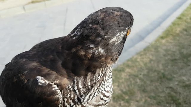 Northern goshawk closeup