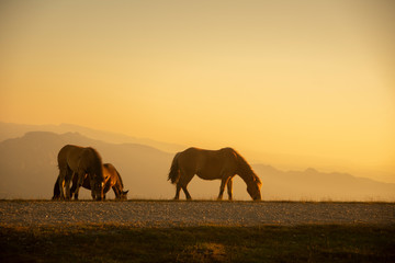 Fototapeta na wymiar A group of horses walking in the mountains at sunset