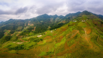 typical Vietnamese landscape in spring with rice fields