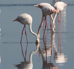 Flamingo's looking for food in the lagoon at Walvis Bay Namibia