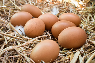 Many eggs in the nest are made from straw. Food obtained from chickens on farms. Healthy products from farmers. Products from rural areas.