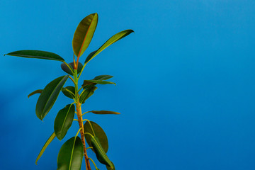 Fototapeta na wymiar Green ficus plant leaves against blue wall