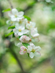 Blooming apple tree. Spring flowering trees. Macro flowers on a vintage Helios lens. Can be used for greeting card.
