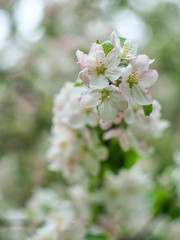 Blooming apple tree. Spring flowering trees. Macro flowers on a vintage Helios lens. Can be used for greeting card.