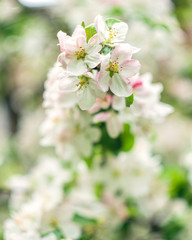 Blooming apple tree. Spring flowering trees. Macro flowers on a vintage Helios lens. Can be used for greeting card.