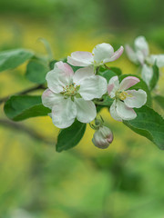 Blooming apple tree. Spring flowering trees. Macro flowers on a vintage Helios lens. Can be used for greeting card.