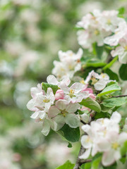Blooming apple tree. Spring flowering trees. Macro flowers on a vintage Helios lens. Can be used for greeting card.