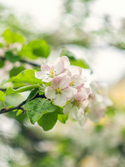 Blooming apple tree. Spring flowering trees. Macro flowers on a vintage Helios lens. Can be used for greeting card.