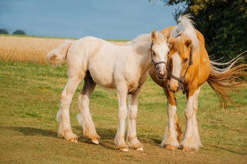 Obraz na płótnie Canvas Irish cob horse outside