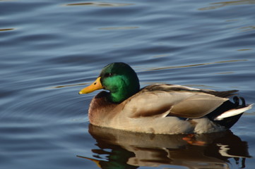 duck on a lake