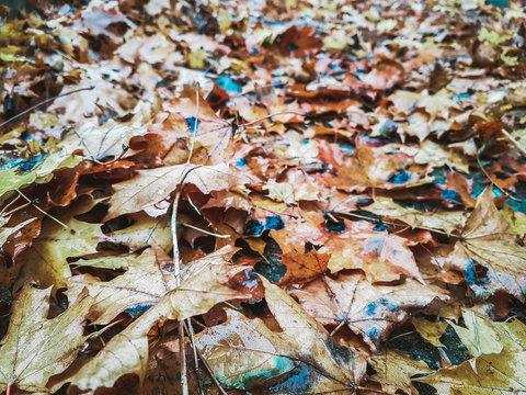 A Bunch Of Rotten Maple Leaves Covering The Ground On A Rainy Day. Natural Carpet In A Park In Autumn. Dead Damaged Foliage In A Natural Process Of Corruption And Decomposition. Wet From Rain Drops.