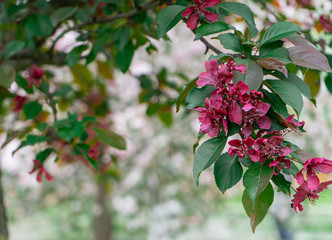 Obraz premium Large purple petals of a blossoming fruit tree - cherries