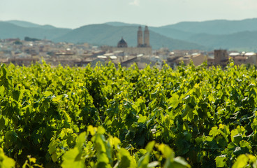 Fototapeta na wymiar Landscape with vineyards, Garraf, province Barcelona