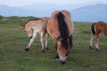 Naklejka na ściany i meble mother and baby horses in the mountains