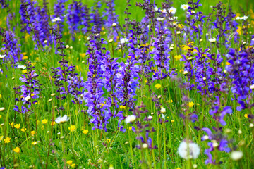 wiesensalbei  blumenwiese