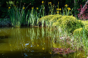 Beautiful garden pond. Swamp irises bloom along stone shores. Evergreens are reflected in water. Selective focus. Springtime evergreen landscaped garden. Nature concept for design.
