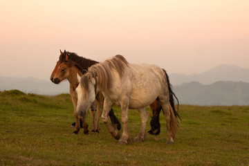 horses in the mountains in the basque country, spain
