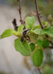 Bee on a leaf