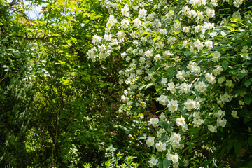 Fototapeta na wymiar Blooming jasmine slices of lewisii Philadelphus. Jasmine branch with white flowers on blurred background of green leaves. Selective focus. Close-up. Spring garden. Floral landscape for any wallpaper.