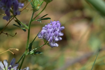 Medicago sativa, alfalfa, lucerne in bloom - close up. Alfalfa is the most cultivated forage legume in the world and has been used as an herbal medicine since ancient times.