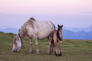 Fototapeta na wymiar mother and baby horses in the mountains