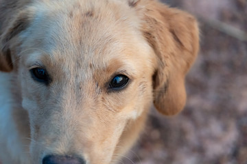 Golden Retriever dog looking camera