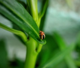 ladybug on green leaf