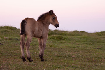 Obraz premium horse child in the mountains in basque country, spain