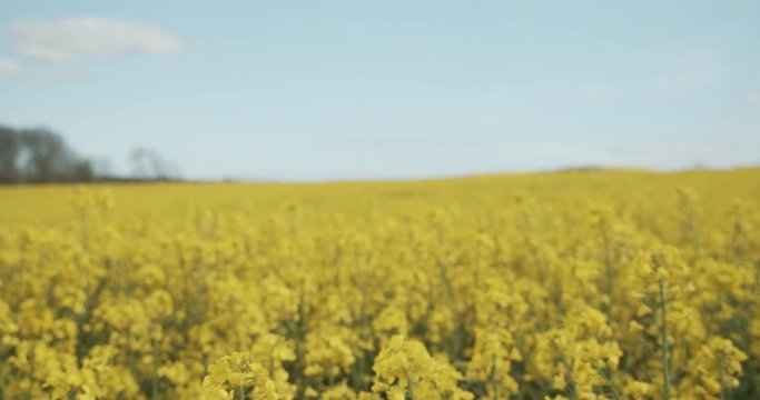 Majestic Blue Skies and the Bright Canola Fields in Denmark