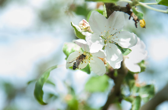 A bee pollinates apple tree flower at spring. A bee sits on a flower of a bush blossoming apple-tree