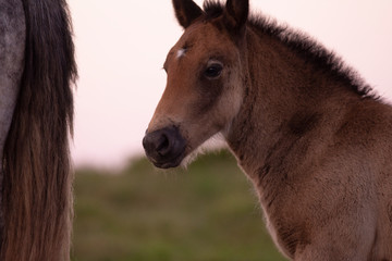 horse child in the mountains in basque country, spain