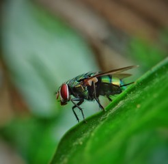 fly on green leaf