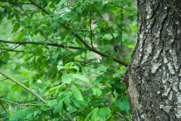 Tree trunk and branches with leaves close up in the forest. Tree bark and leaves close up in the woods