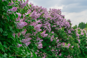 Bush of blooming lilac outdoors on a cloudy day