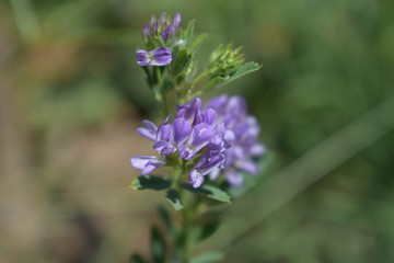 Medicago sativa, alfalfa, lucerne in bloom - close up. Alfalfa is the most cultivated forage legume in the world and has been used as an herbal medicine since ancient times.