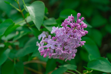 Sprig of blooming lilac outdoors closeup on the green background