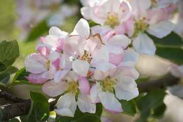 Blossoming Apple Tree Flowers