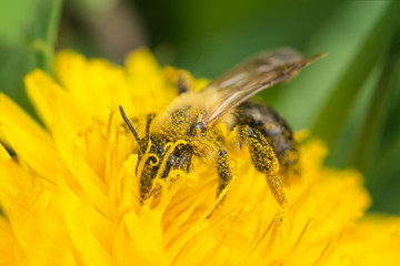 Bee in flower pollen