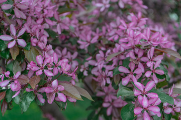 Large violet petals of a blossoming fruit tree - cherries