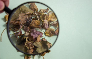 Dry leaves of a flower on a light background through a magnifying glass. Herbarium.