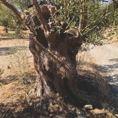old tree in the arid forest