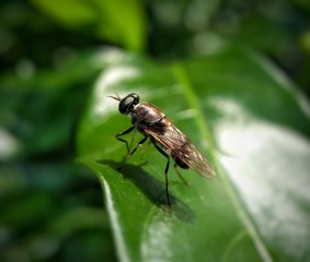 fly on leaf