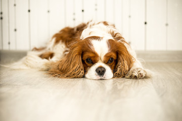 Fototapeta premium cavalier king charles spaniel