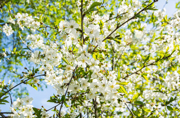 Obraz premium Cherry tree blossoms in spring, Kirkkonummi, Finland