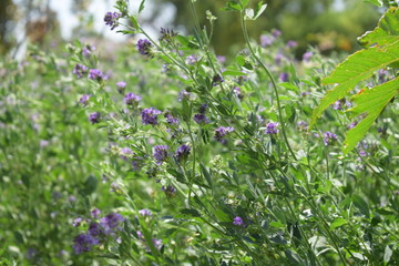 Medicago sativa, alfalfa, lucerne in bloom - close up. Alfalfa is the most cultivated forage legume in the world and has been used as an herbal medicine since ancient times.