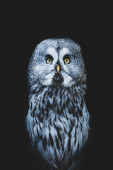 Portrait of the Great grey owl with yellow eyes in the dark on a black background
