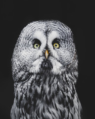 A large portrait of a Great Grey Owl looking into the camera