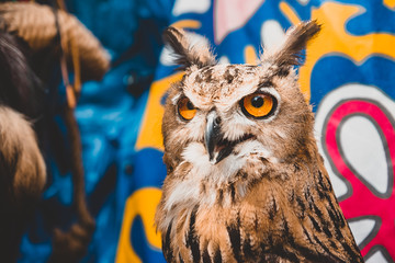 Portrait of a Great Horned Owl with orange eyes on a colored background
