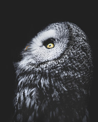 A great grey owl looks up in profile against a black background